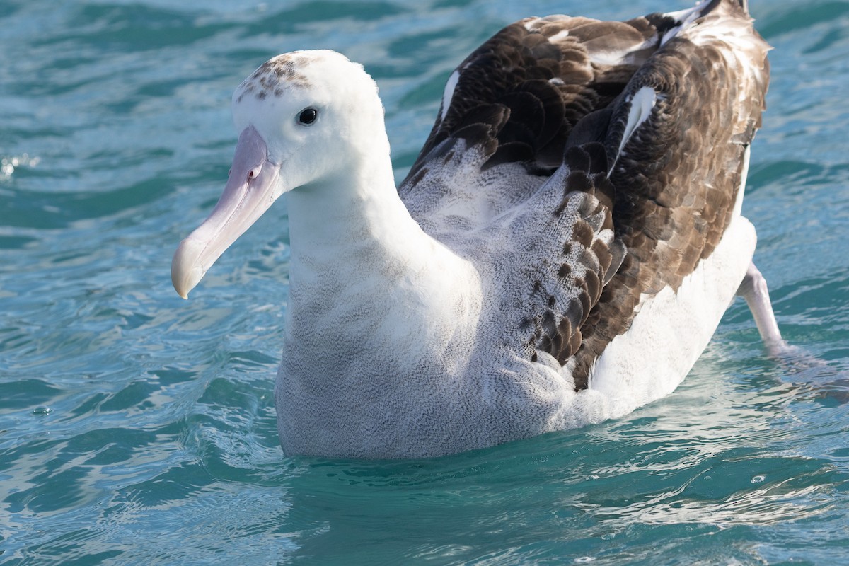Albatros de las Antípodas (gibsoni) - ML619982445
