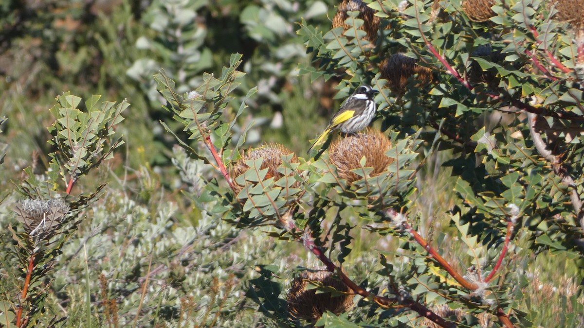 White-cheeked Honeyeater - ML619982449