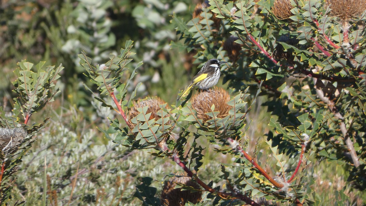 White-cheeked Honeyeater - ML619982450