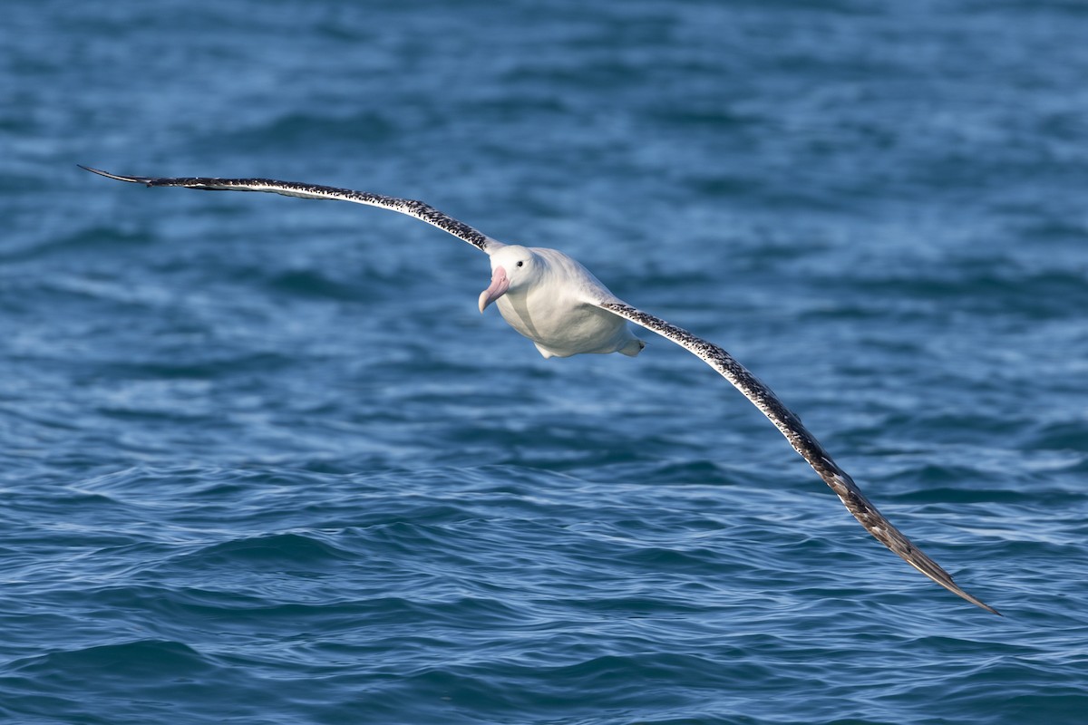 Antipodean Albatross (gibsoni) - ML619982455