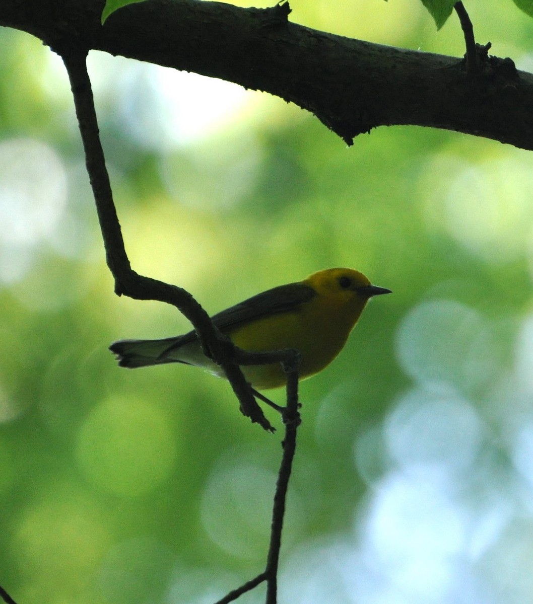 Prothonotary Warbler - ML619982457