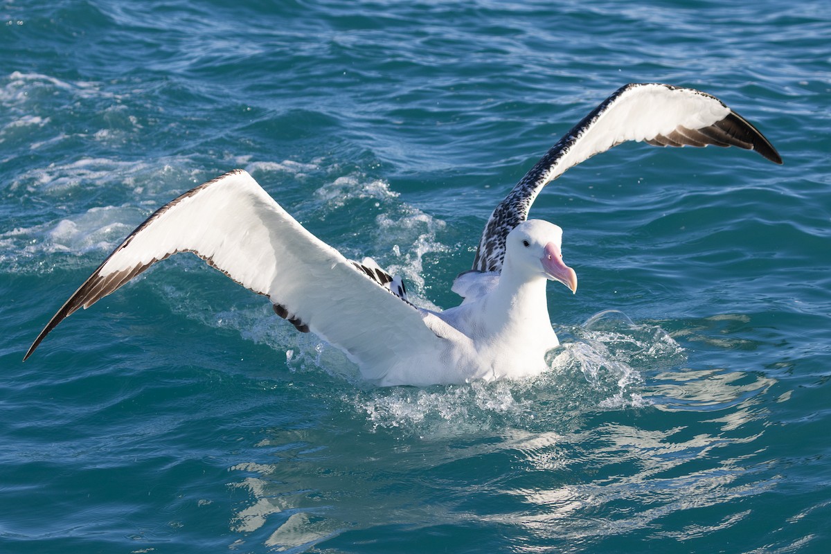 Albatros de las Antípodas (gibsoni) - ML619982458