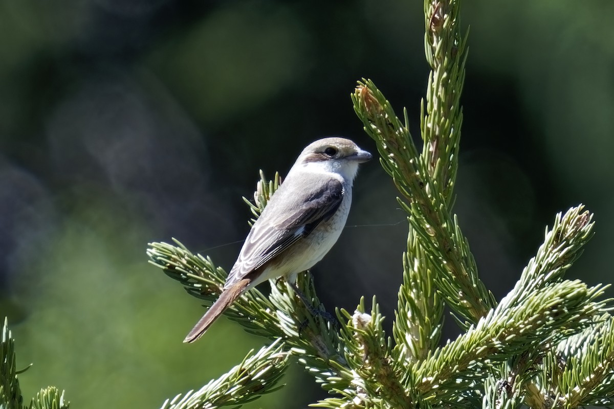 Red-tailed Shrike - ML619982460