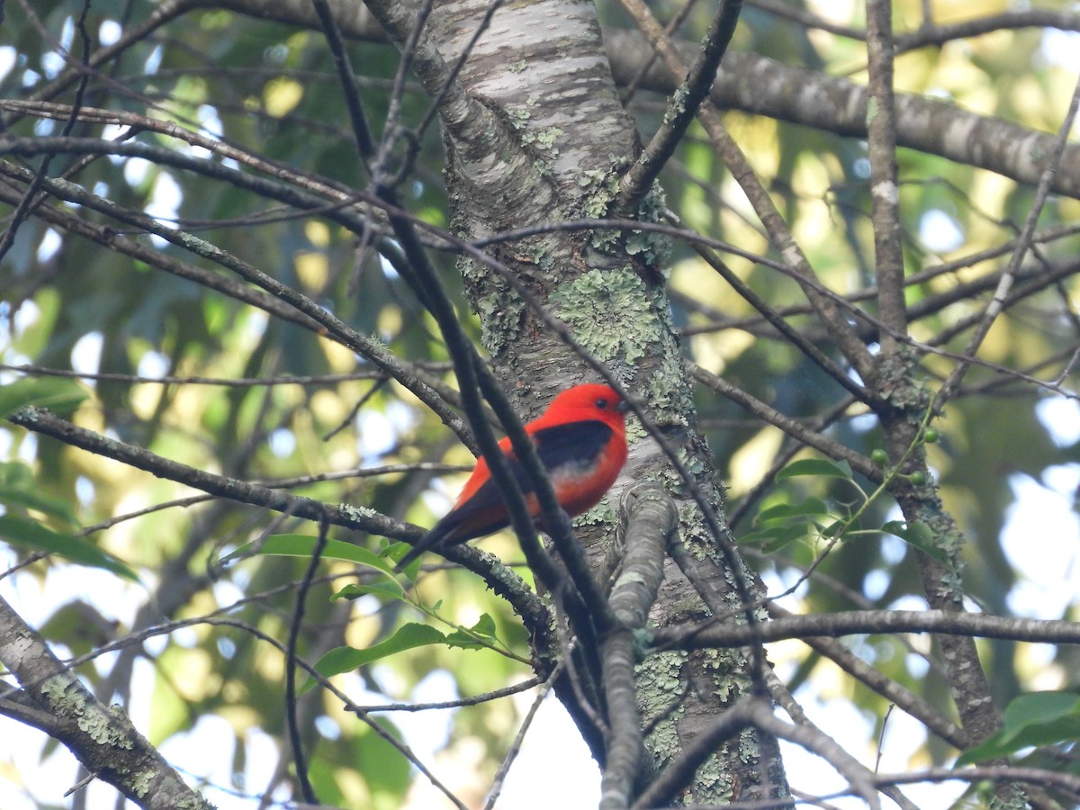 Scarlet Tanager - ML619982462