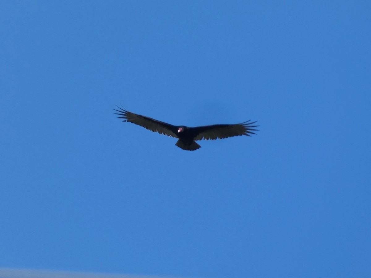 Turkey Vulture - ML619982463