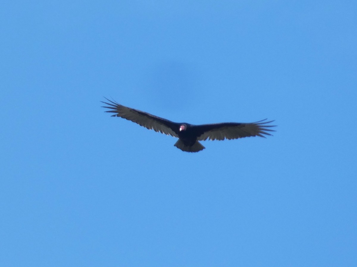 Turkey Vulture - ML619982464