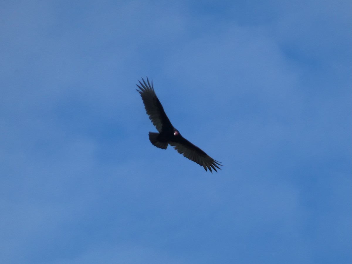 Turkey Vulture - ML619982465