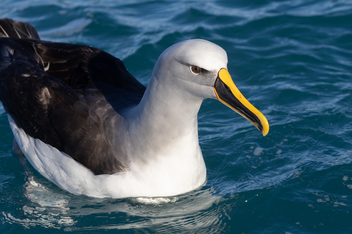 Buller's Albatross - ML619982467