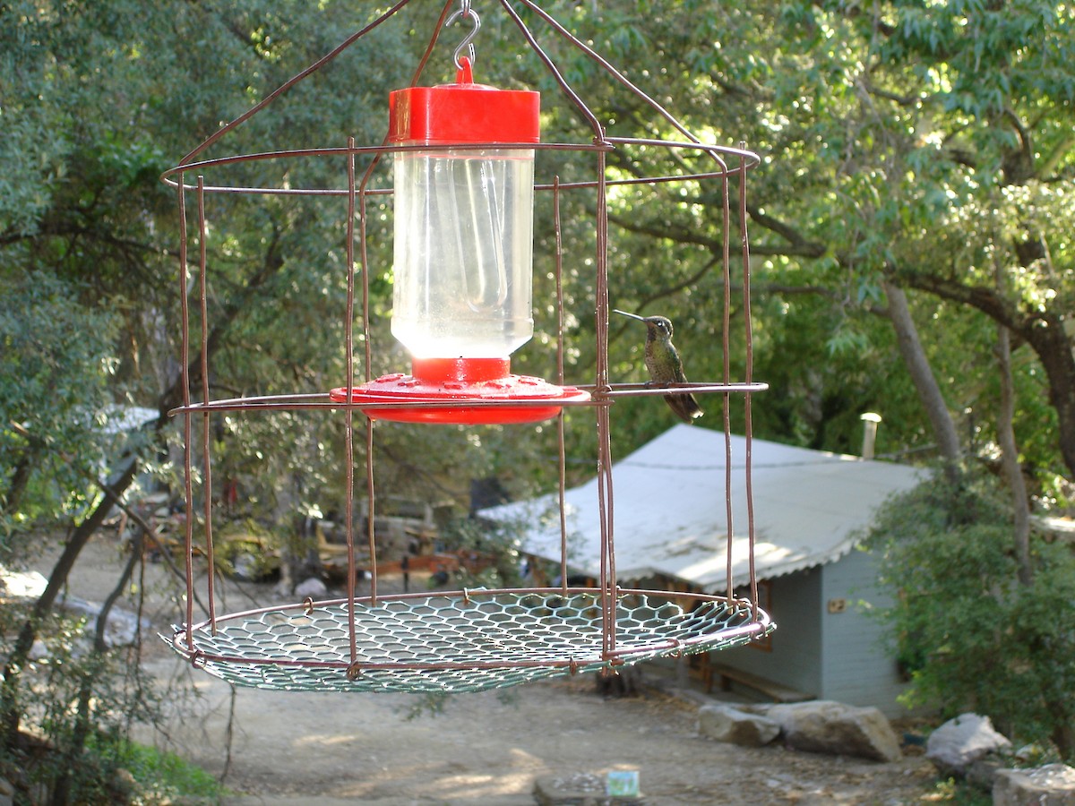 White-eared Hummingbird - ML619982476