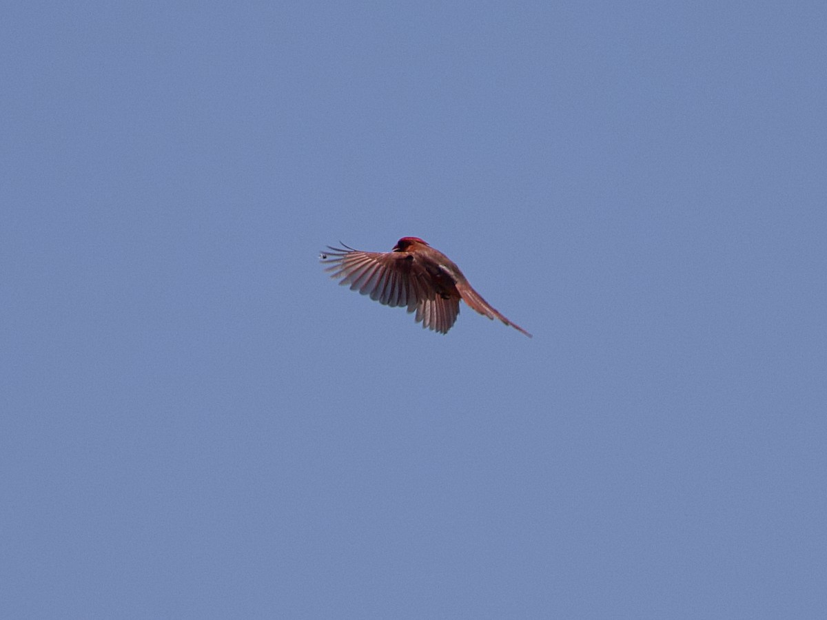 Northern Cardinal - ML619982477