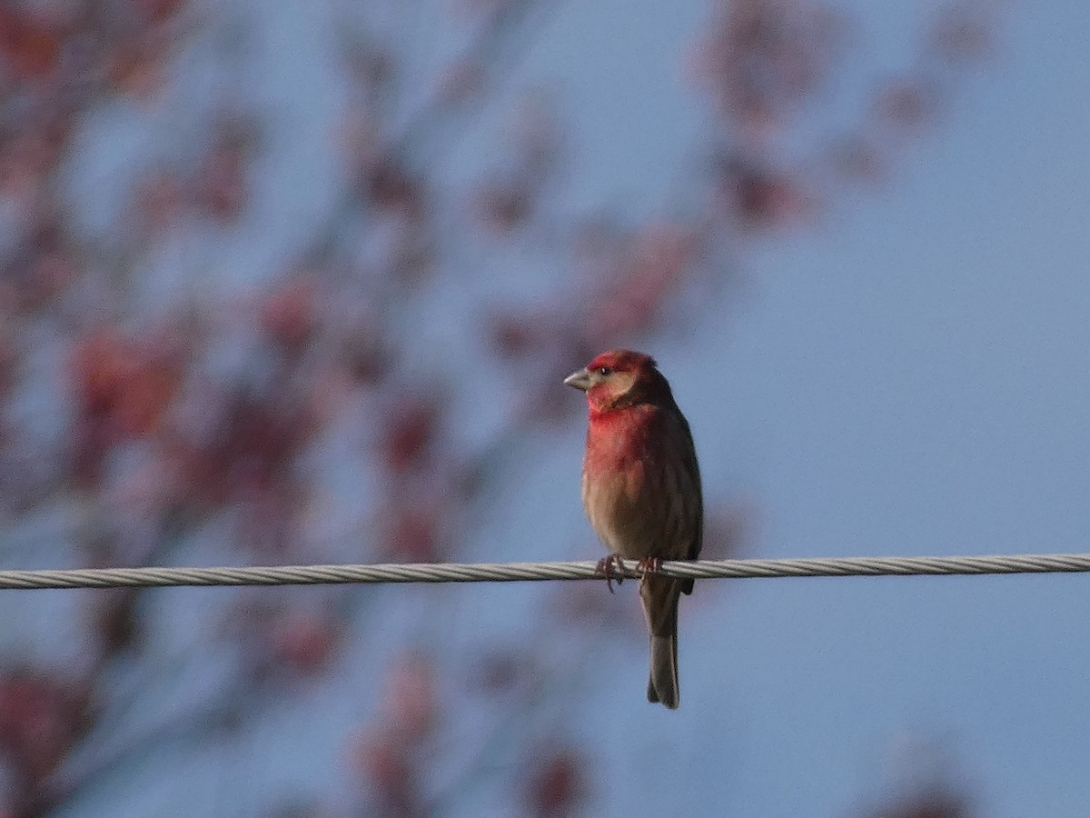 House Finch - ML619982479