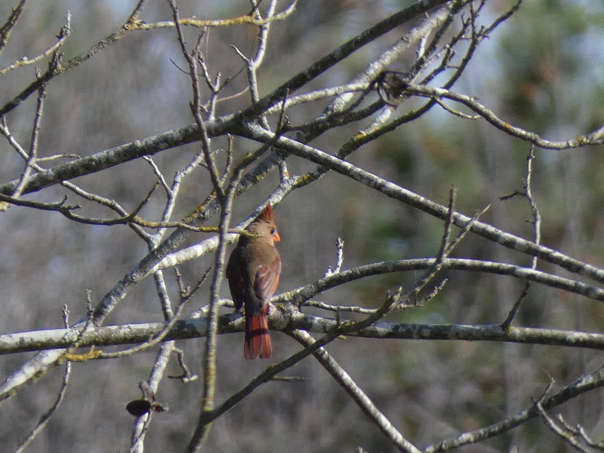 Northern Cardinal - ML619982482