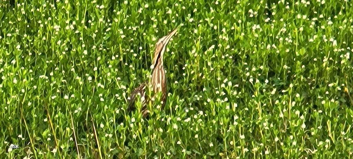 American Bittern - ML619982487