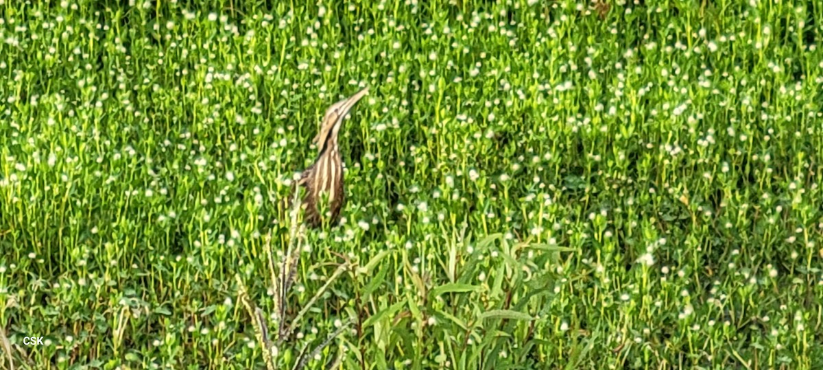 American Bittern - ML619982488