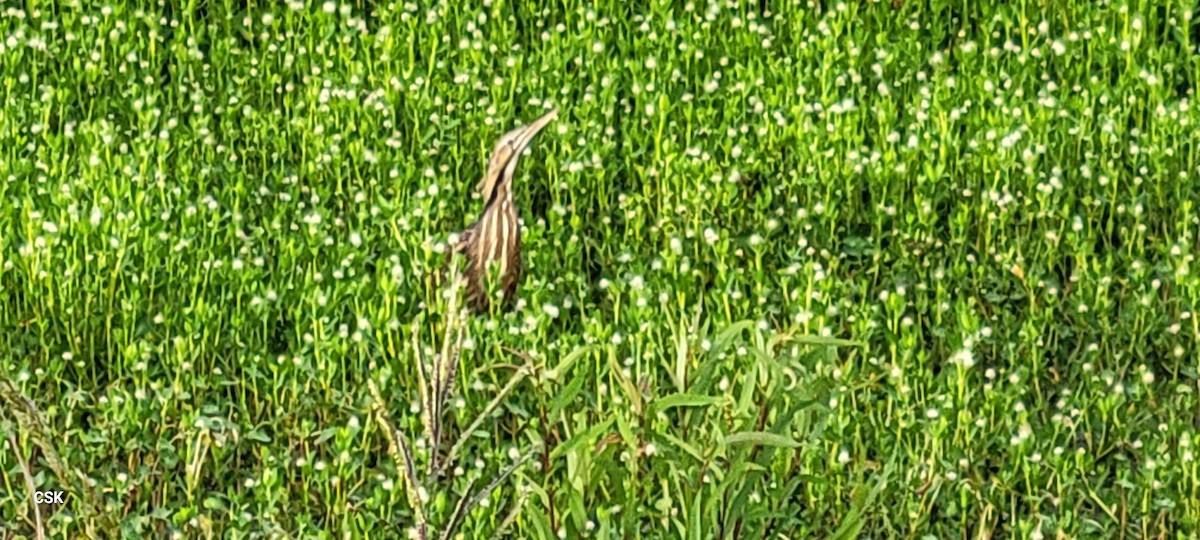 American Bittern - ML619982489