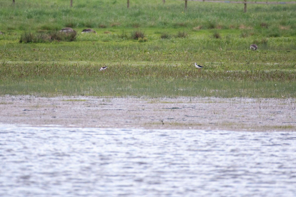 Black-winged Stilt - ML619982491