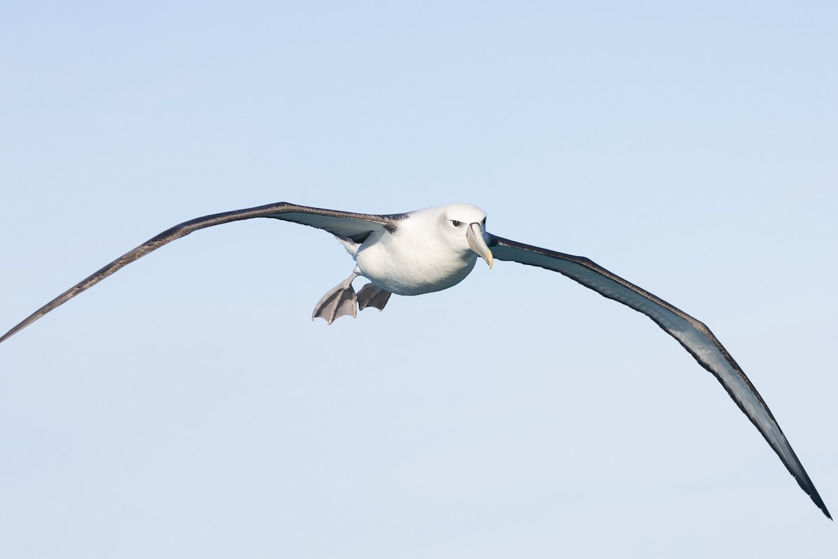 White-capped Albatross (steadi) - ML619982492