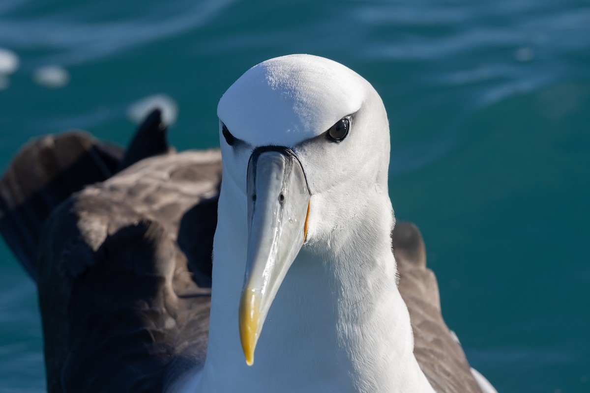 White-capped Albatross (steadi) - ML619982493