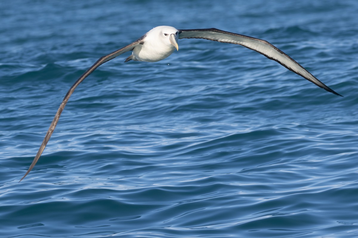 albatros šelfový (ssp. steadi) - ML619982494