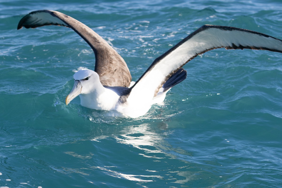 White-capped Albatross (steadi) - ML619982495