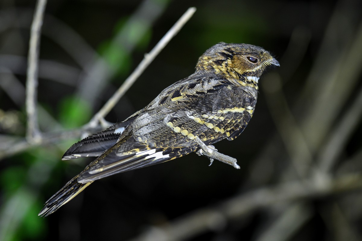 Large-tailed Nightjar - ML619982498