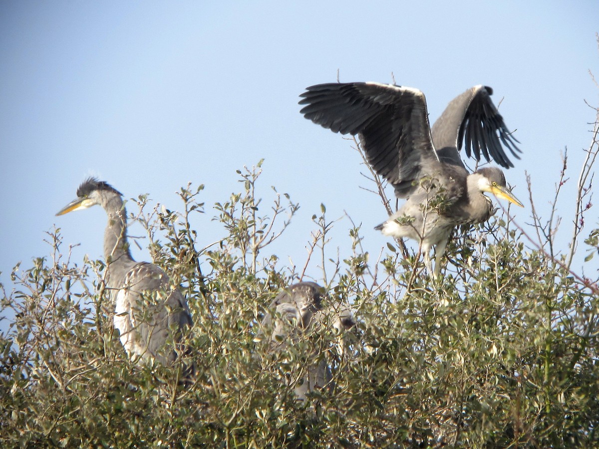 Gray Heron - ML619982499