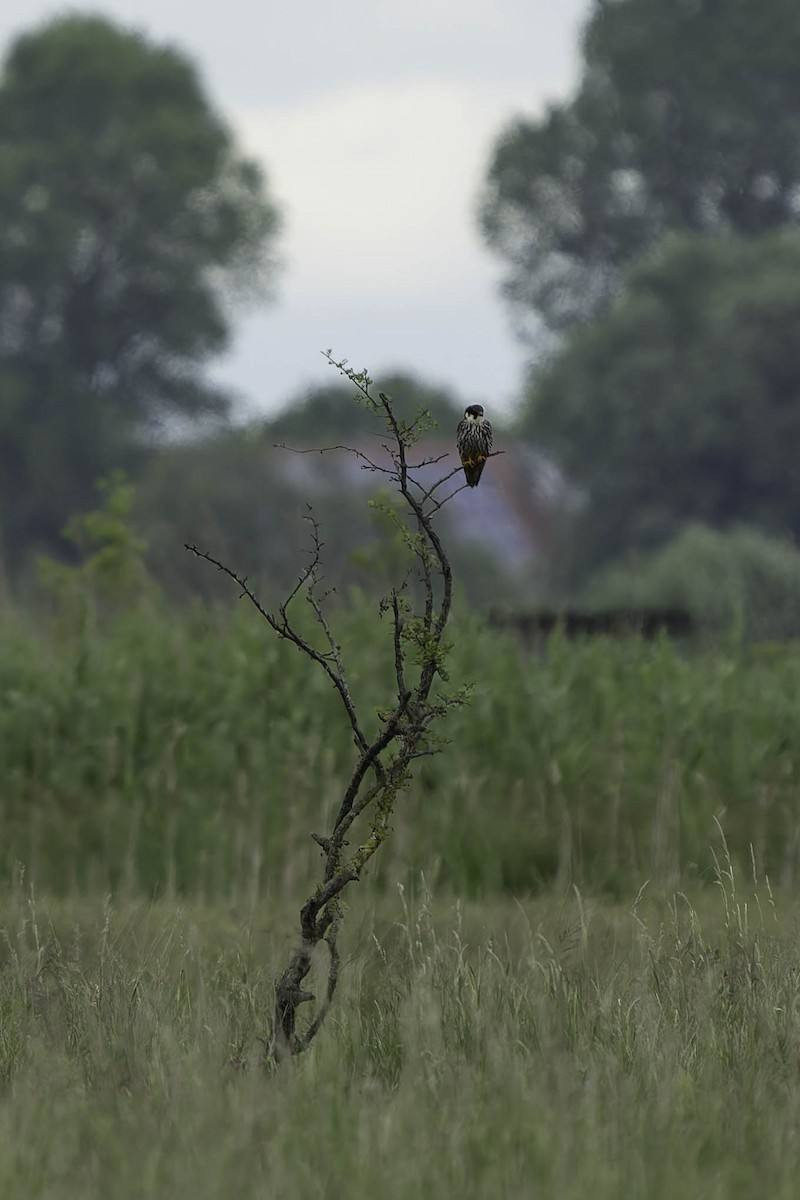 Eurasian Hobby - ML619982500