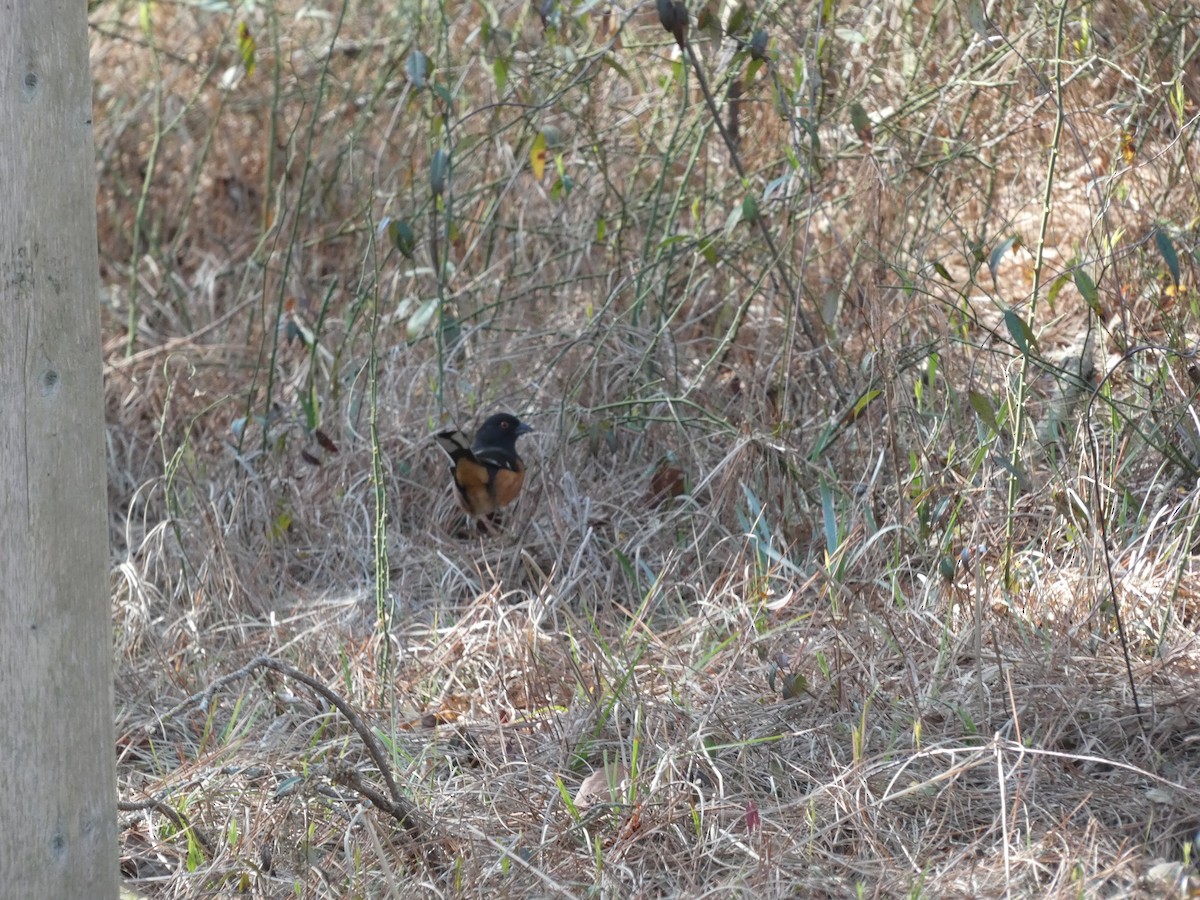 Eastern Towhee - ML619982501