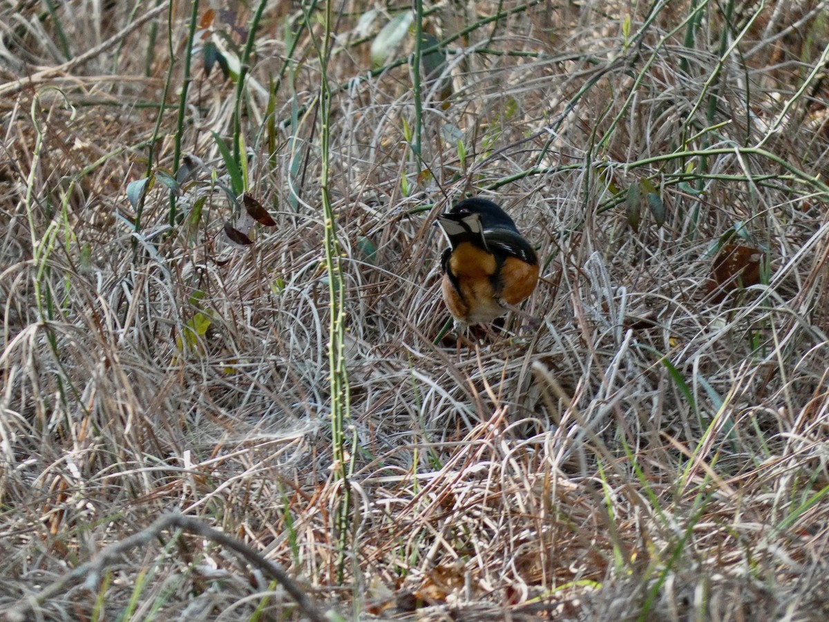 Eastern Towhee - ML619982503