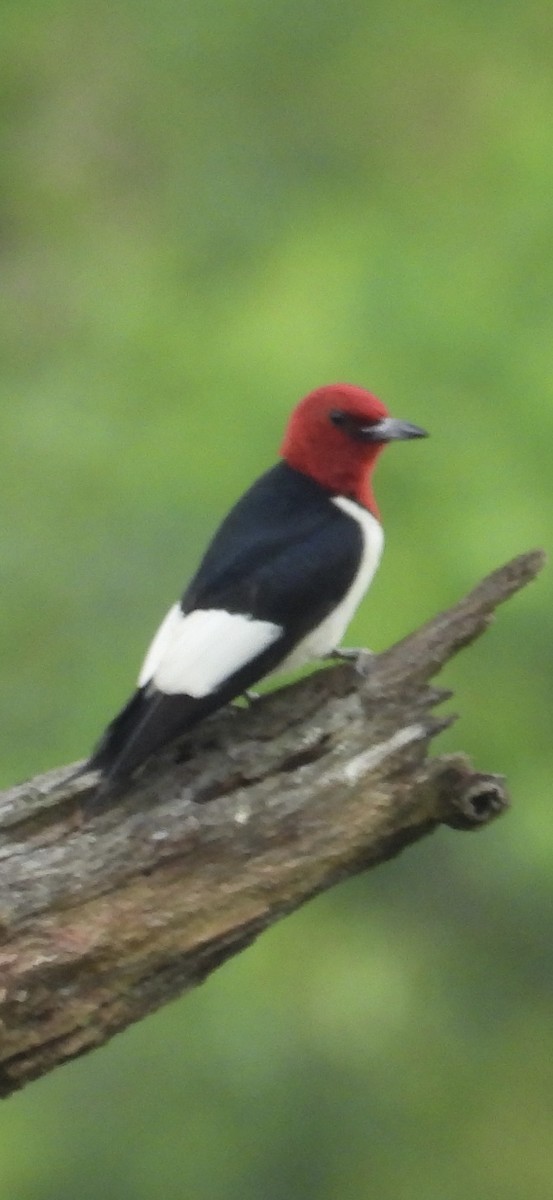 Red-headed Woodpecker - ML619982506