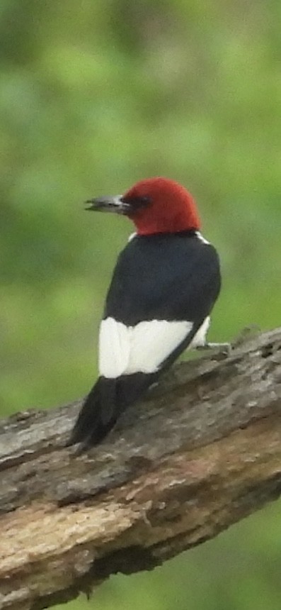 Red-headed Woodpecker - ML619982507