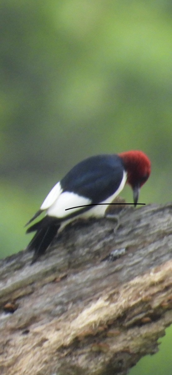 Red-headed Woodpecker - Lawrence Datnoff