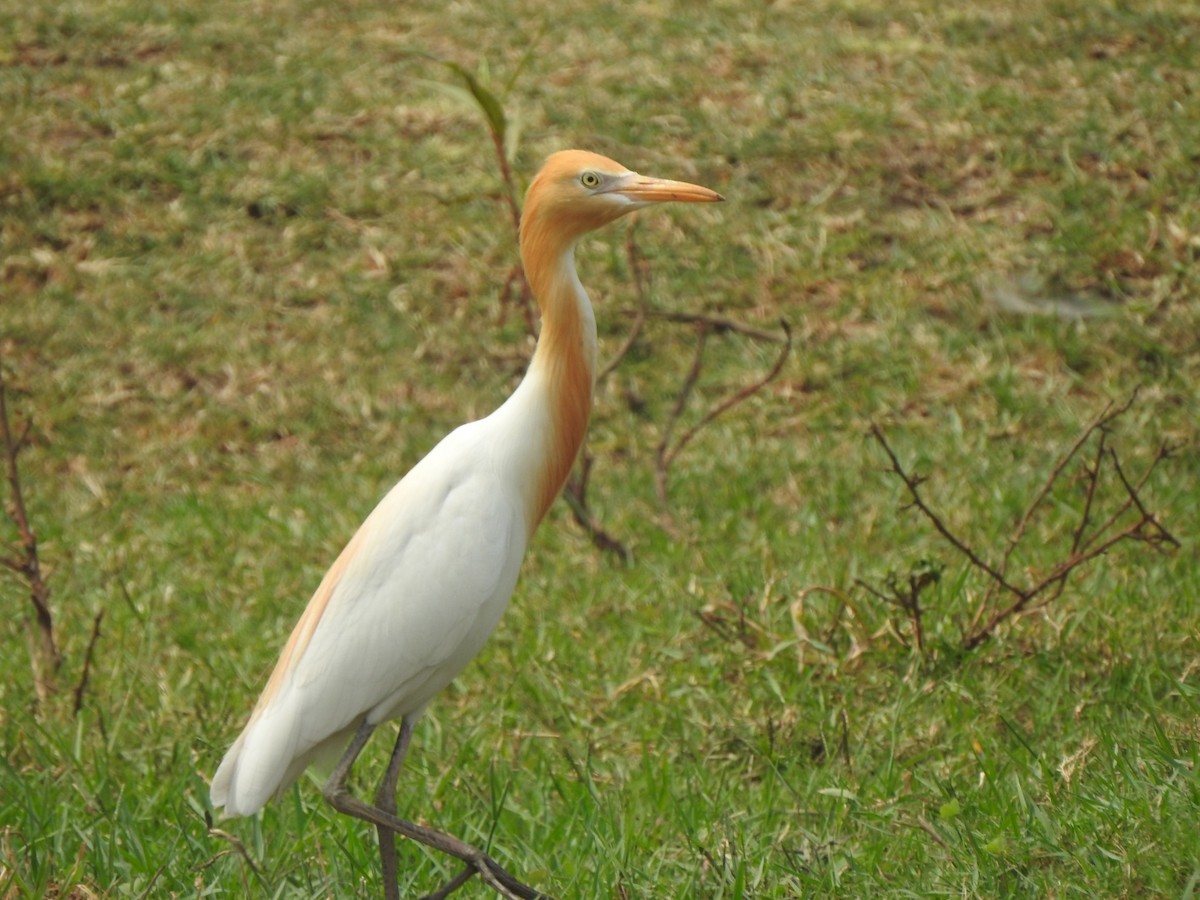 Eastern Cattle Egret - ML619982511