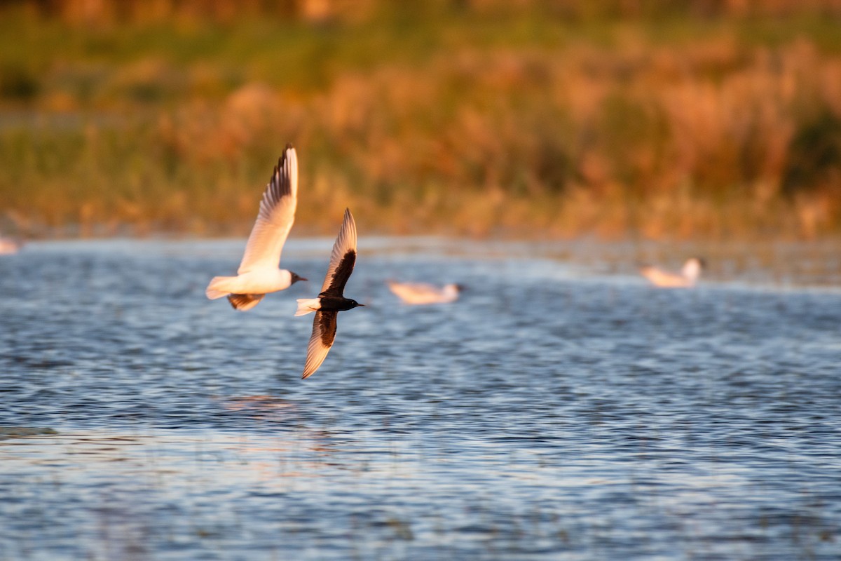 White-winged Tern - ML619982514