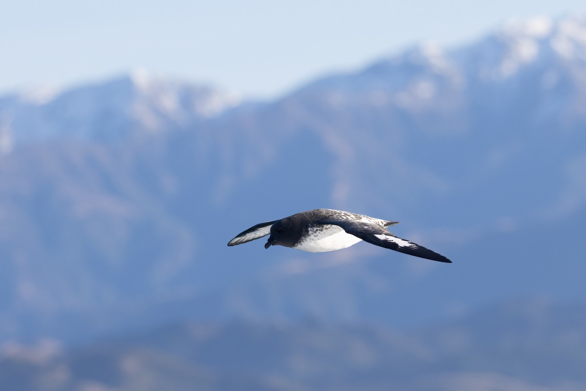 Cape Petrel (Snares) - ML619982517