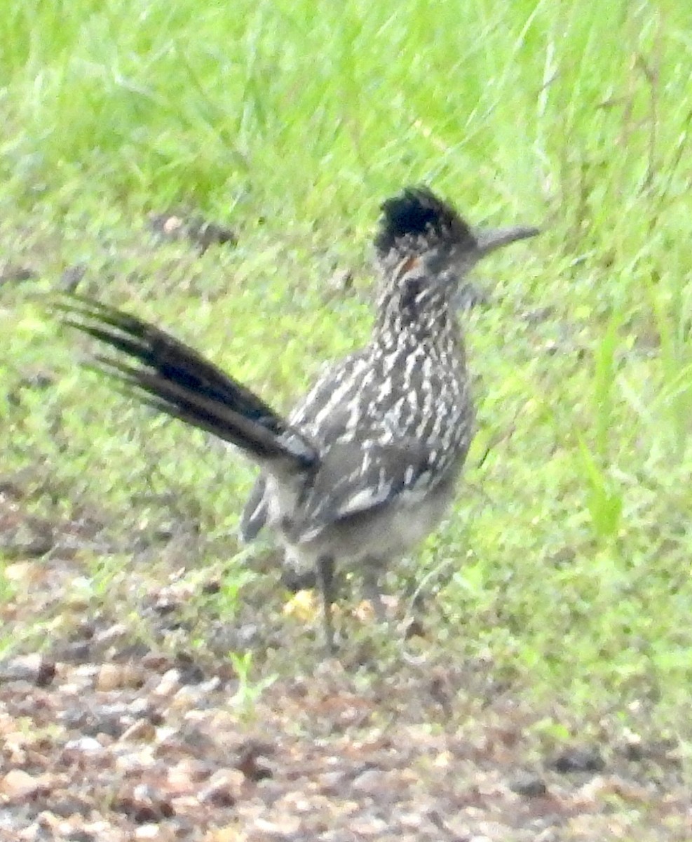 Grand Géocoucou - ML619982519