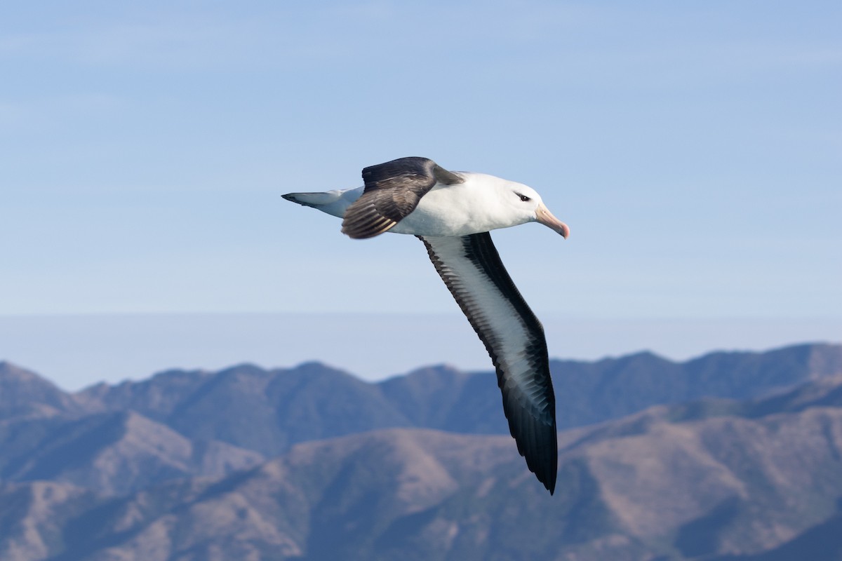 Albatros bekainduna (melanophris) - ML619982527