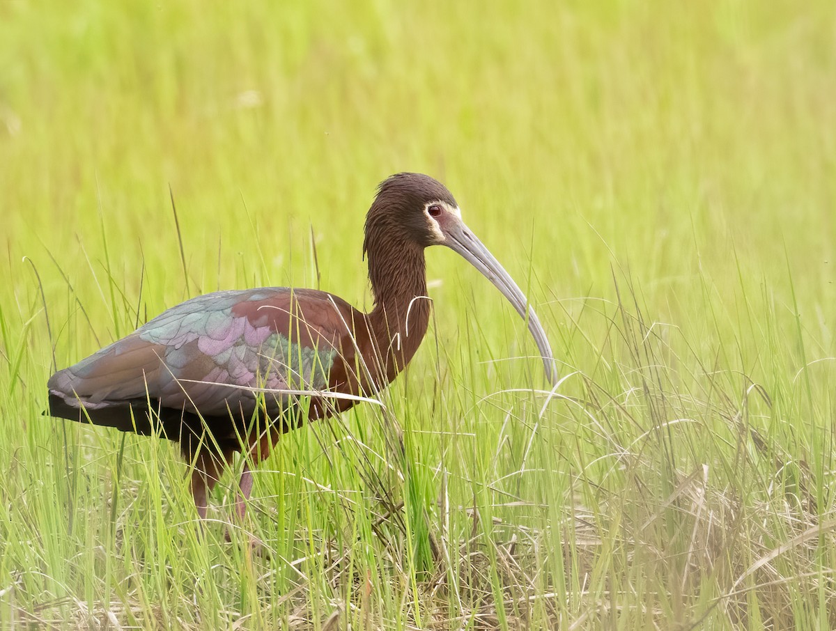 White-faced Ibis - ML619982528