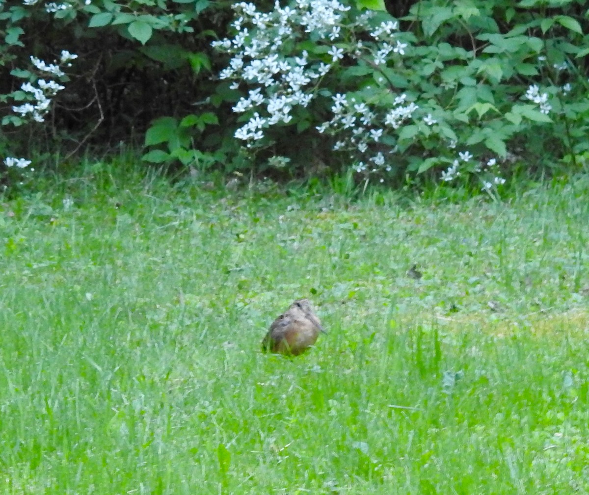 American Woodcock - ML619982530