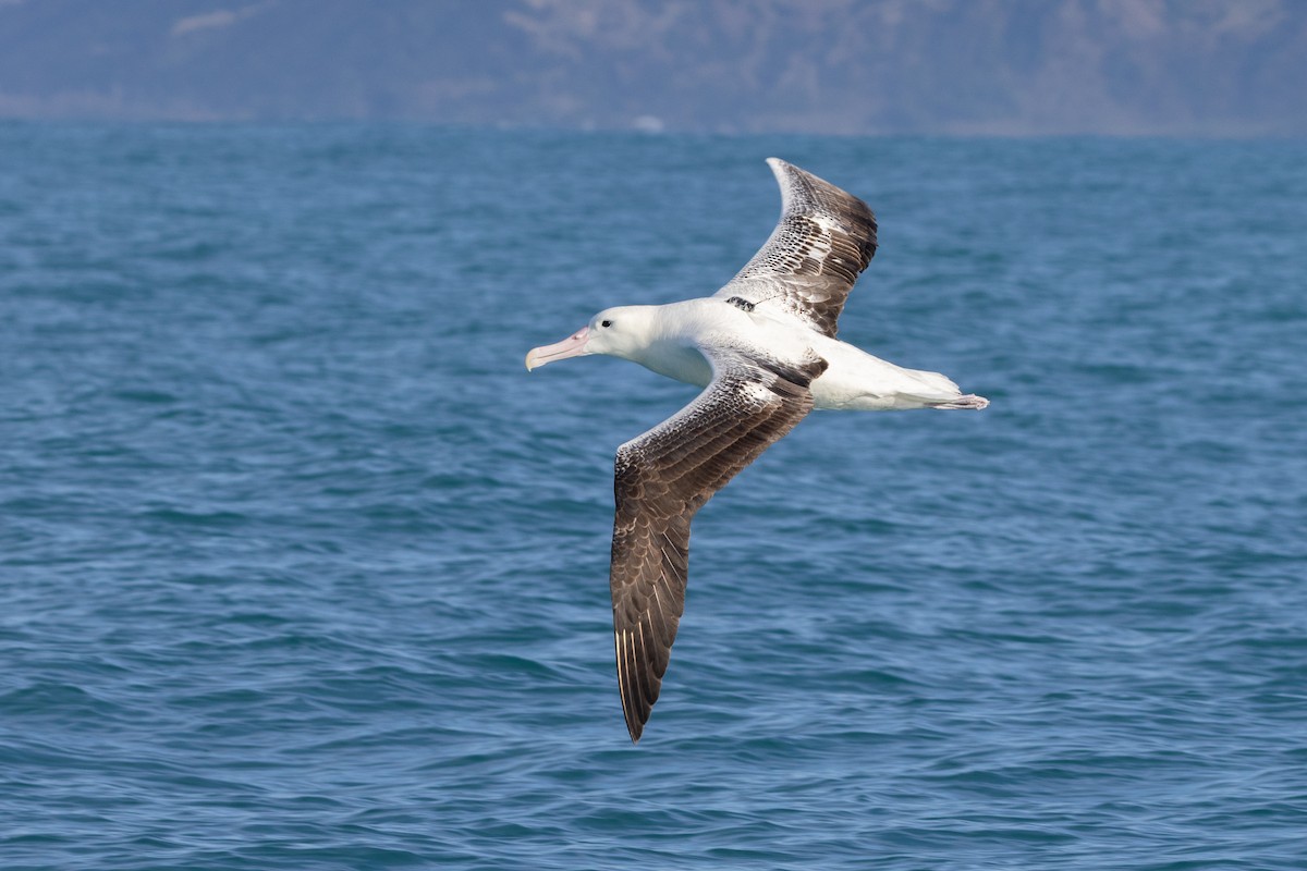 albatros královský - ML619982531