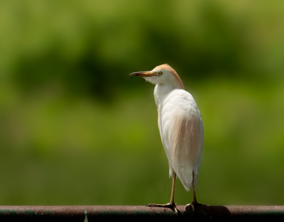 Western Cattle Egret - ML619982534