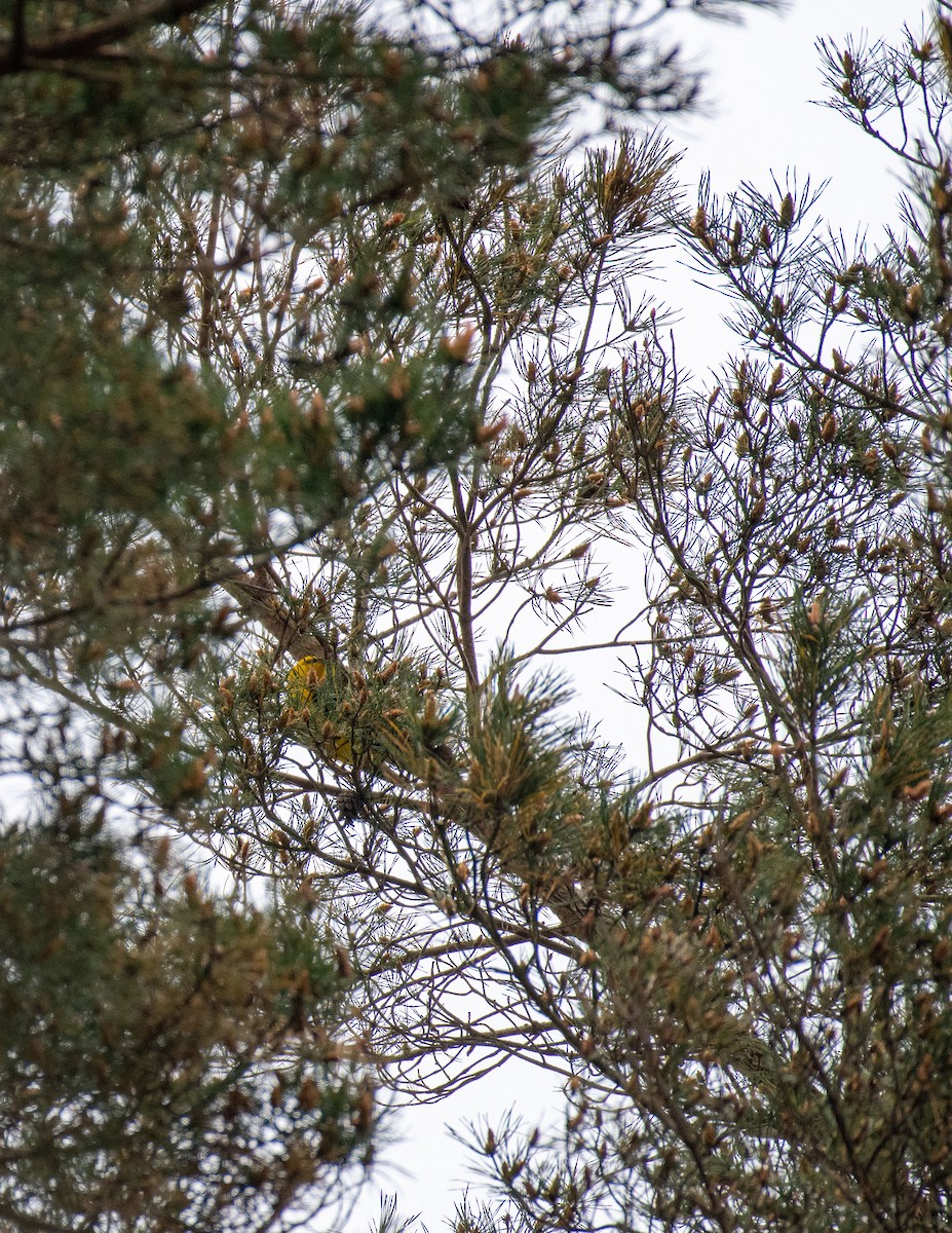 Eurasian Golden Oriole - ML619982540