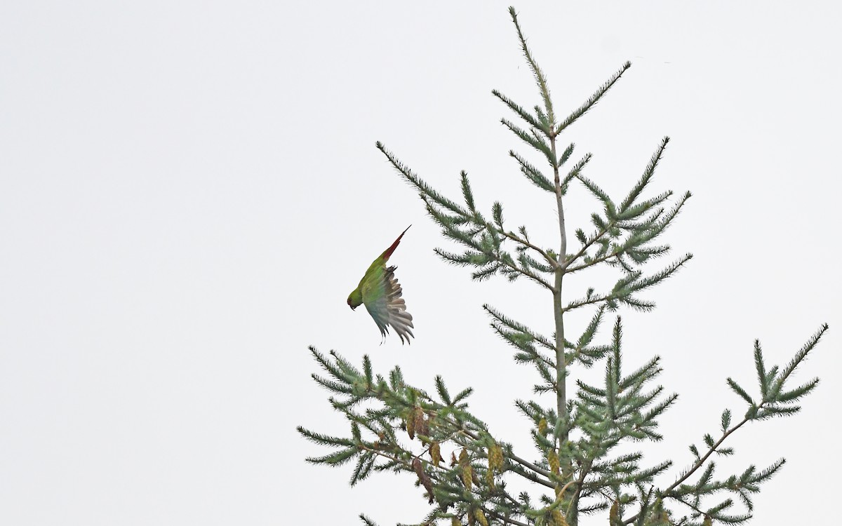 Conure à long bec - ML619982547