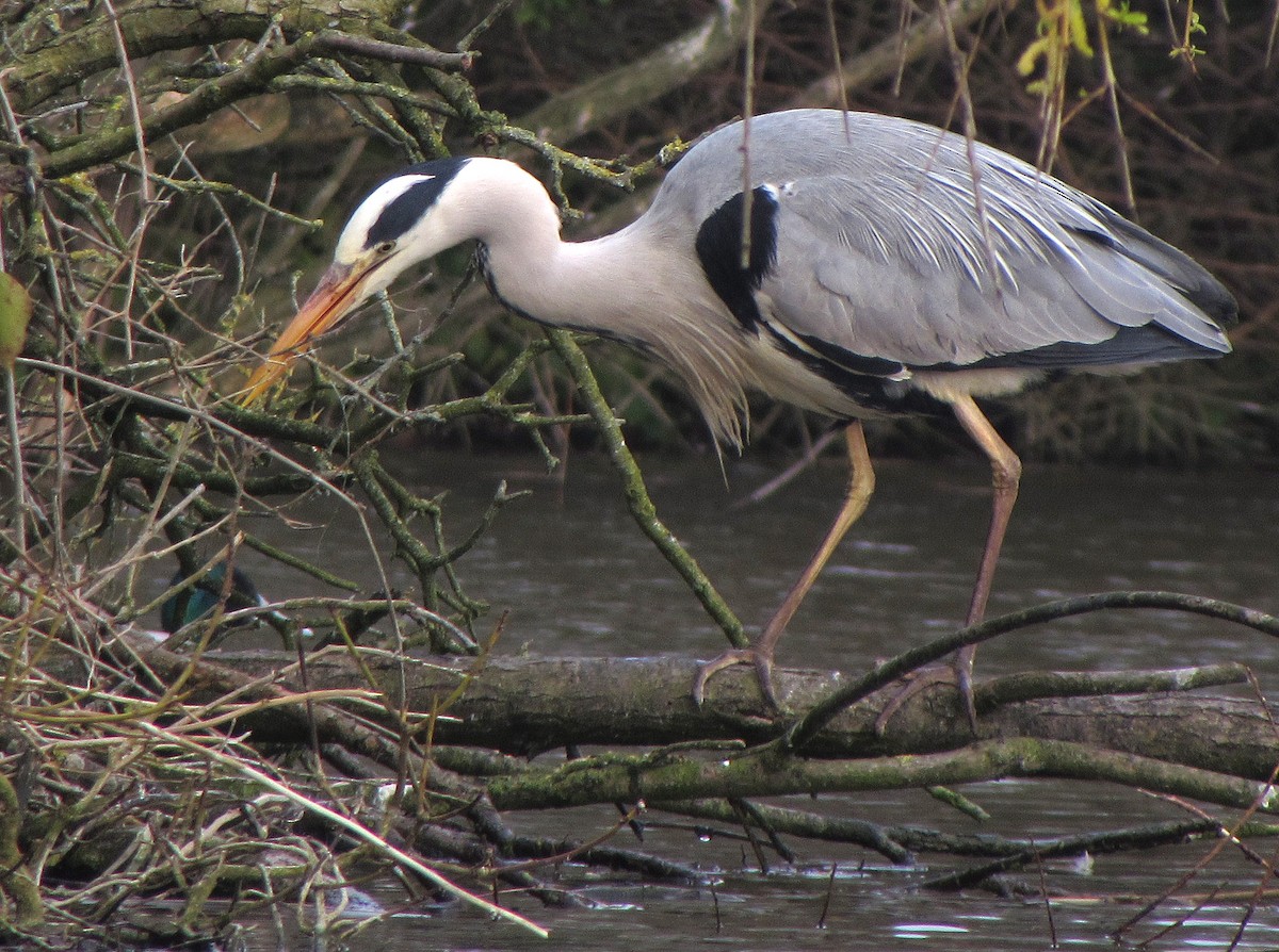 Gray Heron - ML619982552