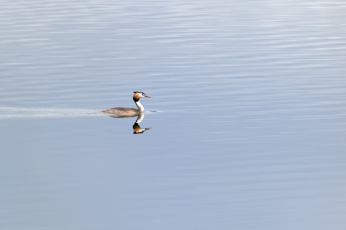 Great Crested Grebe - ML619982558