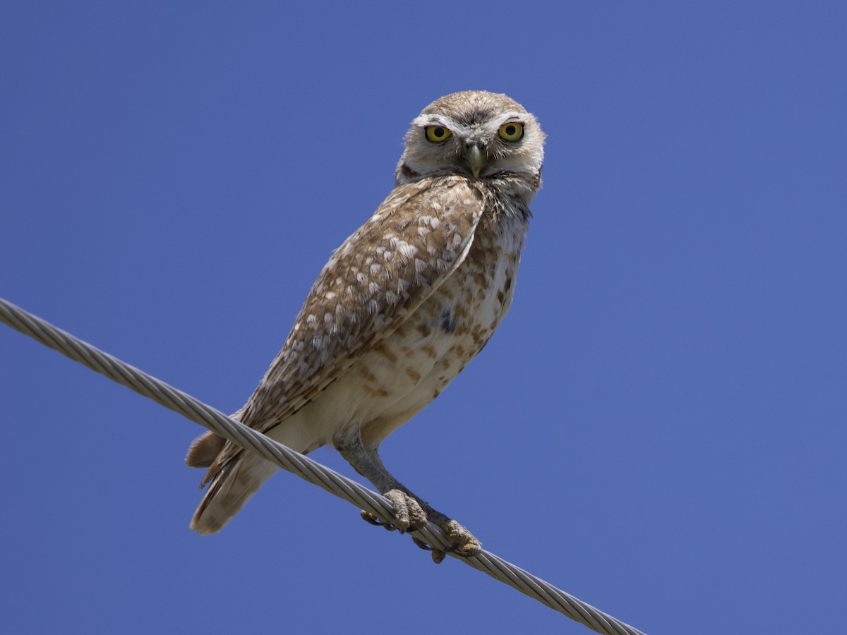 Burrowing Owl - ML619982559