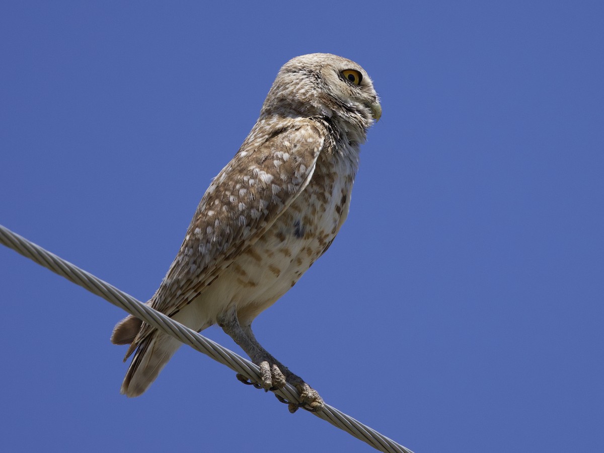 Burrowing Owl - ML619982560