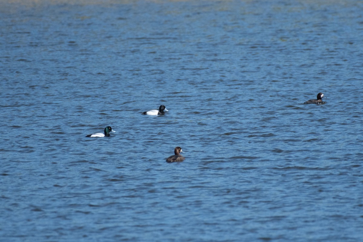 Lesser Scaup - ML619982562