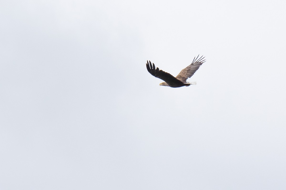 White-tailed Eagle - ML619982563