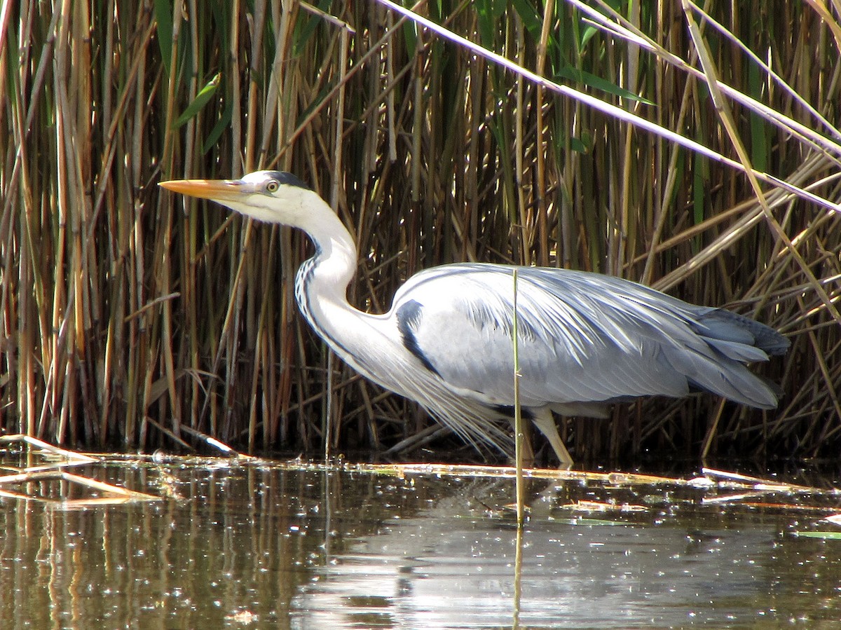 Gray Heron - ML619982570